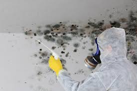 Reliable Trabuco Canyon, CA Mold Removal Services Solutions